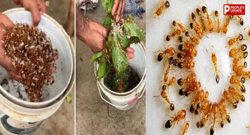 लाल चींटी की चटनी खाई है आपने? चींटियों से बनती है ये अनोखी चटनी, स्वाद के साथ जुड़ी है आदिवासी परंपरा