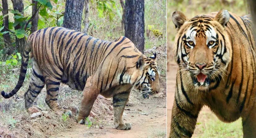 αñ¬αñ░αÑìαñ»αñƒαñòαÑïαñé αñ«αÑçαñé αñ░αÑïαñ«αñ╛αñéαñÜ : αñ░αñ╛αññαñ╛αñ¬αñ╛αñ¿αÑÇ αñƒαñ╛αñçαñùαñ░ αñ░αñ┐αñ£αñ░αÑìαñ╡ αñ«αÑçαñé αñªαñ┐αñûαñ╛ 300 αñòαñ┐αñ▓αÑï αñòαñ╛ αñ╡αñ┐αñ╢αñ╛αñ▓ αñ¼αñ╛αñÿ ΓÇÿαñ░αÑéαñªαÑìαñ░αñ╛αñòαÑìαñ╖ΓÇÖ, αñ╢αñ┐αñòαñ╛αñ░ αñ¿αÑç αñòαñ┐αñ»αñ╛ αñªαñéαñù  