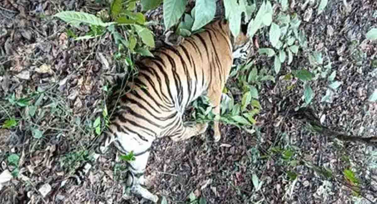 αñ╕αÑÇαñºαÑÇ αñòαÑç αñ╕αñéαñ£αñ» αñƒαñ╛αñçαñùαñ░ αñ░αñ┐αñ£αñ░αÑìαñ╡ αñ«αÑçαñé αñòαñ░αñéαñƒ αñ▓αñùαñ¿αÑç αñ╕αÑç αñ¼αñ╛αñÿαñ┐αñ¿ αñòαÑÇ αñ«αÑîαññ, αñ╢αñ┐αñòαñ╛αñ░αñ┐αñ»αÑïαñé αñ¬αñ░ αñëαñáαÑç αñ╕αñ╡αñ╛αñ▓