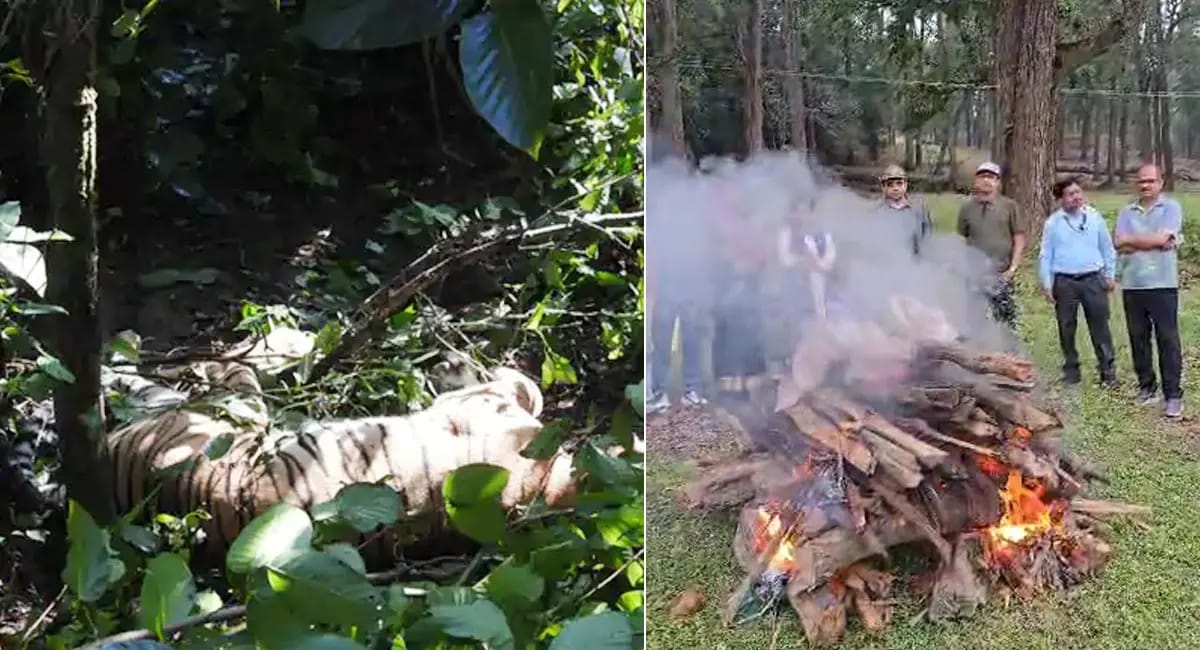 αñòαñ╛αñ¿αÑìαñ╣αñ╛ αñƒαñ╛αñçαñùαñ░ αñ░αñ┐αñ£αñ░αÑìαñ╡ αñ«αÑçαñé αñÅαñò αñªαñ┐αñ¿ αñ«αÑçαñé 3 αñ¼αñ╛αñÿαÑïαñé αñòαÑÇ αñ«αÑîαññ, αñ¬αÑìαñ░αñ¼αñéαñºαñ¿ αñ«αÑçαñé αñ«αñÜαñ╛ αñ╣αñíαñ╝αñòαñéαñ¬