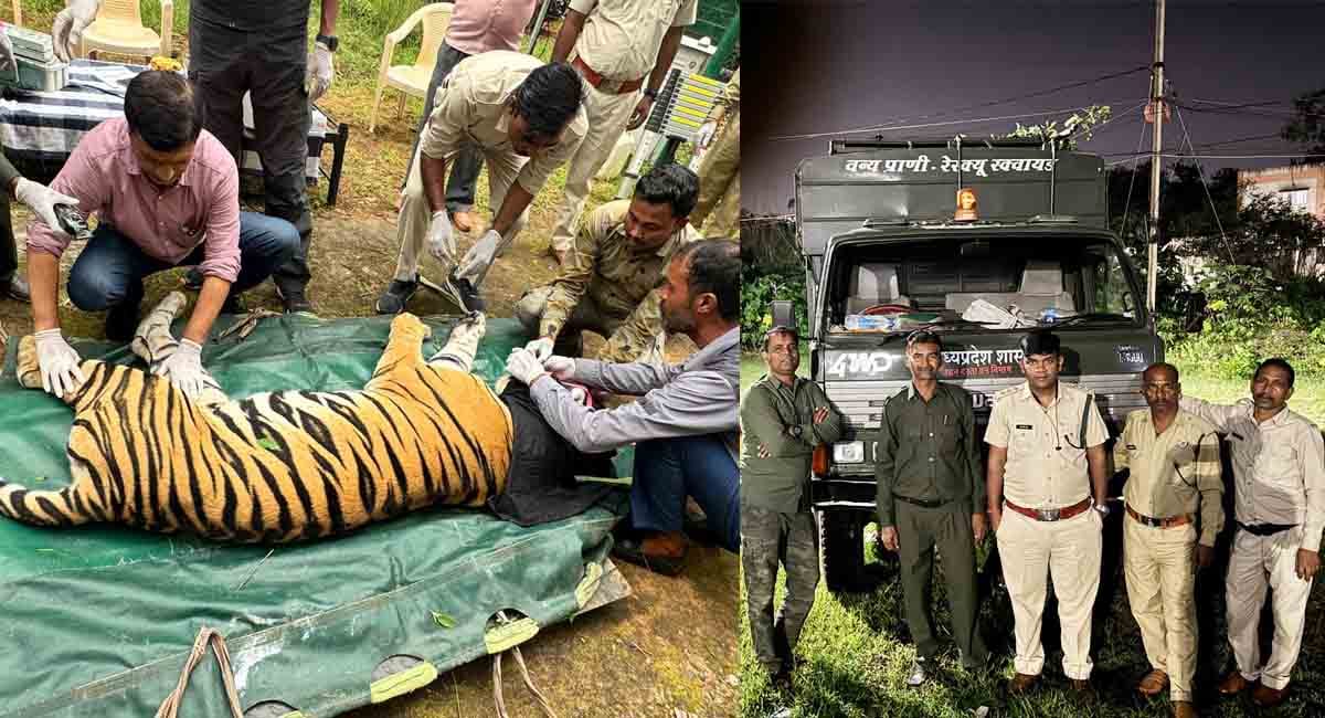αñ¼αñ╛αñéαñºαñ╡αñùαñóαñ╝ αñƒαñ╛αñçαñùαñ░ αñ░αñ┐αñ£αñ░αÑìαñ╡ αñ╕αÑç αñ¡αÑïαñ¬αñ╛αñ▓ αñòαÑç αñ╡αñ¿ αñ╡αñ┐αñ╣αñ╛αñ░ αñ¬αñ╣αÑüαñéαñÜαÑÇ αñ¼αñ╛αñÿαñ┐αñ¿, αññαÑÇαñ¿ αñ«αñ╣αÑÇαñ¿αÑç αñòαÑÇ αñ¿αñ┐αñùαñ░αñ╛αñ¿αÑÇ αñòαÑç αñ¼αñ╛αñª αñ▓αñ┐αñ»αñ╛ αñ½αÑêαñ╕αñ▓αñ╛