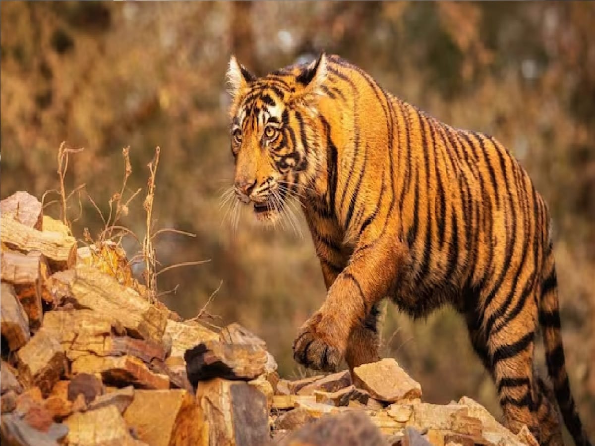 αñ¼αñ░αñ╕αñ╛αññ αñ«αÑçαñé αñ¬αñ╣αñ▓αÑÇ αñ¼αñ╛αñ░ αñ«αñ¬αÑìαñ░ αñòαÑç αñƒαñ╛αñçαñùαñ░ αñ«αÑéαñ╡αñ«αÑçαñéαñƒ αñÅαñ░αñ┐αñ»αñ╛ αñòαÑç αñåαñ╕αñ¬αñ╛αñ╕ αñ¼αñ¿αñ╛αñ»αñ╛ αñ£αñ╛ αñ░αñ╣αñ╛ αñ╡αñ░αÑìαñòαñ┐αñéαñù αñ¬αÑìαñ▓αñ╛αñ¿┬á