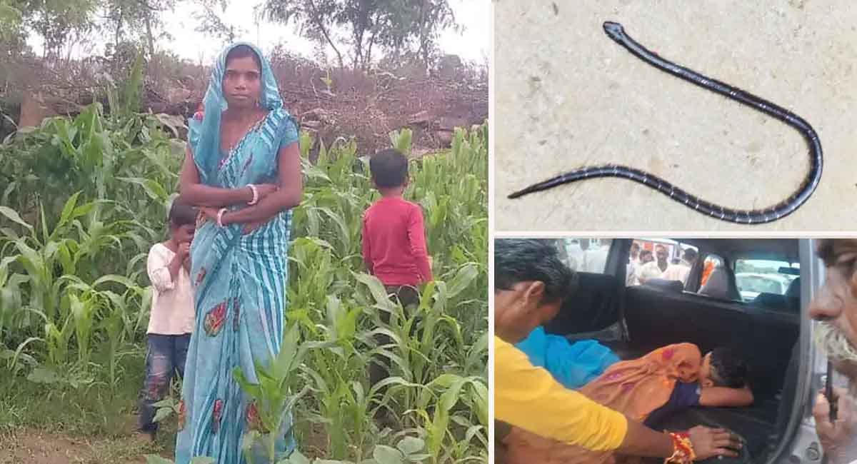 शिवपुरी : सांप के डसने से मां और दो बेटों की दर्दनाक मौत, रक्षाबंधन मनाने मायके आई थी महिला 